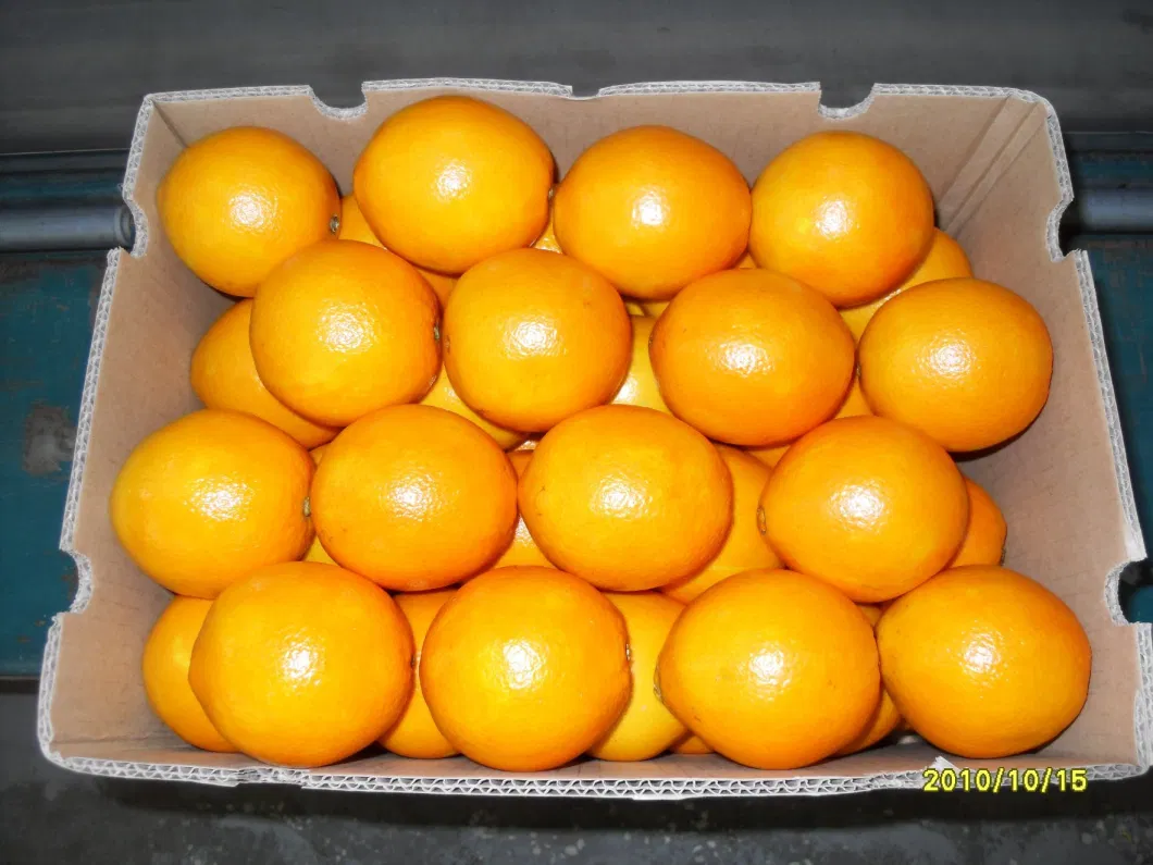 Fresh Fruits Navel Orange From Shandong China