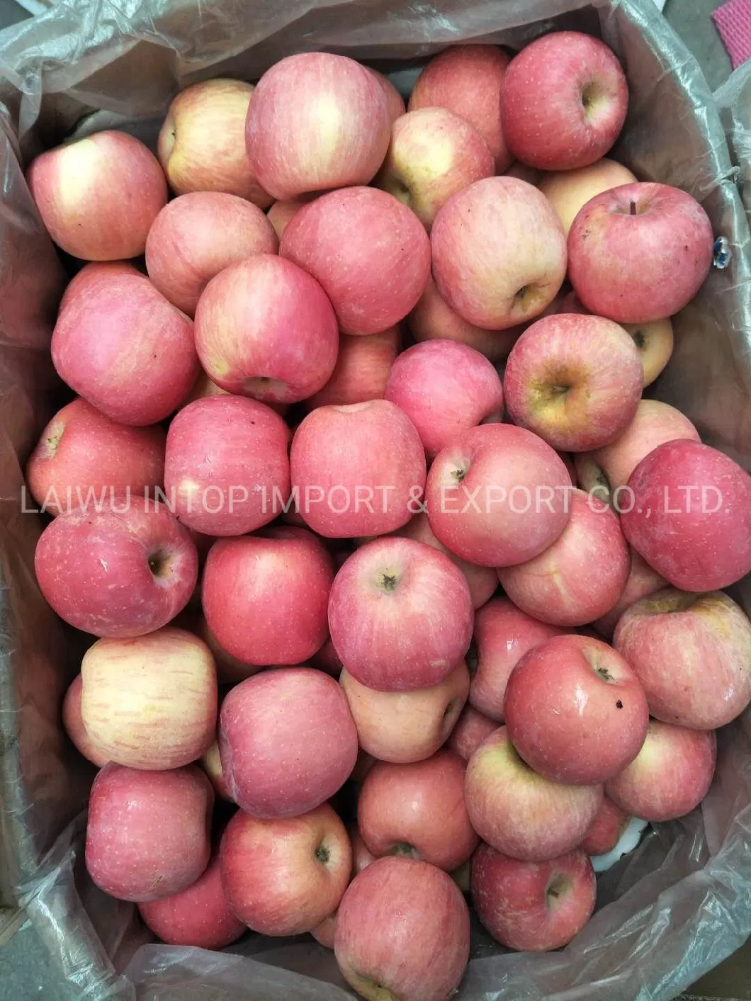 Fresh New Crop FUJI Apple with Carton Packing