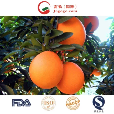 Vender Los Mejores Proveedores De Naranja Navel Fresca Orgánica