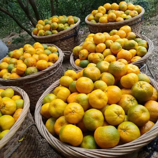 El mejor Yongchun Pokan dulce, mandarina fresca de grado A