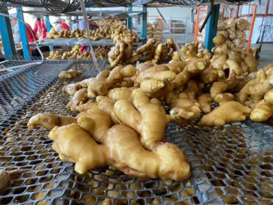 Jengibres secos al aire de verduras frescas chinas