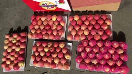 Manzana FUJI de nueva cosecha fresca con embalaje de cartón