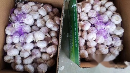 Nuevo Venta al por mayor Shandong buen precio de exportación Solo pelado puro fresco seco Normal/súper blanco deshidratado ajo