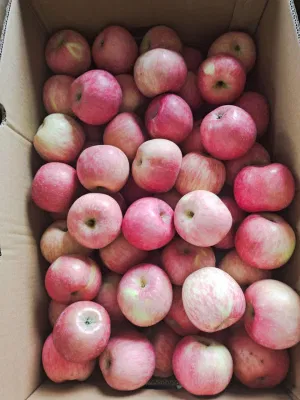 Plástico FUJI Sin Bolsa FUJI Apple 2020 Nueva Manzana